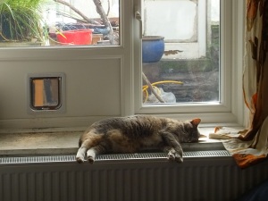  “Fat-Cat” enjoying  the refurbishment
